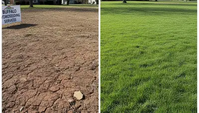 Before and after hydroseeding transformation showing lush green lawn growth in Buffalo, NY landscaping project