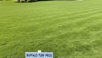 Freshly installed vibrant green sod lawn in Buffalo NY by Chop Chop Landscaping showcasing instant yard transformation