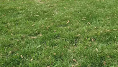 Healthy lawn recovering after aeration by Chop Chop Landscaping in Buffalo, NY