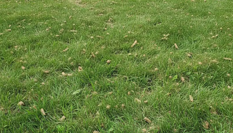 Healthy lawn recovering after aeration by Chop Chop Landscaping in Buffalo, NY