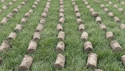 Close-up of lawn aeration soil core plugs showing aeration depth and soil health in Buffalo, NY lawn care